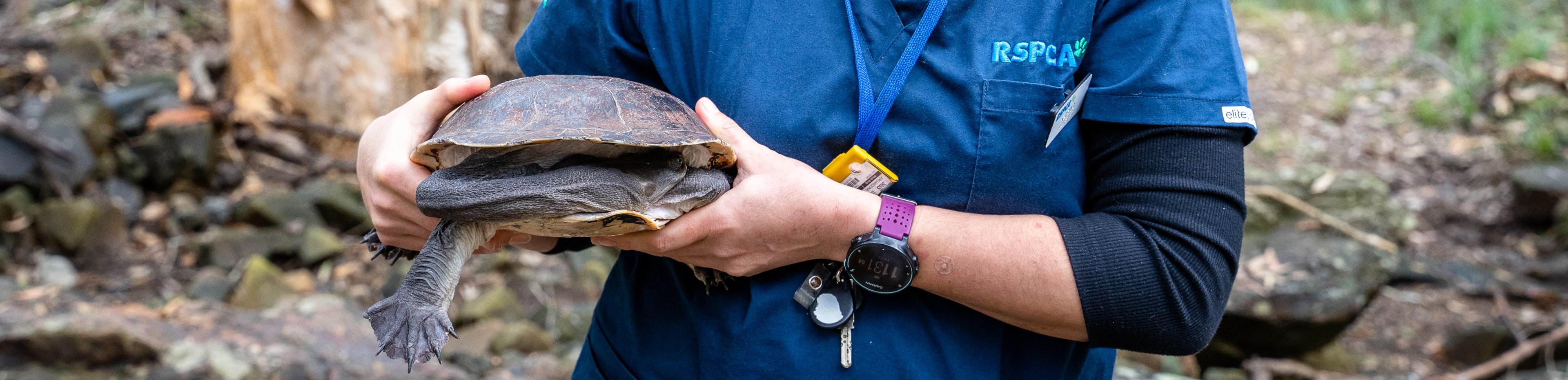 RSPCA Queensland Wildlife Veterinarian releases a rehabilitated turtle to the wild